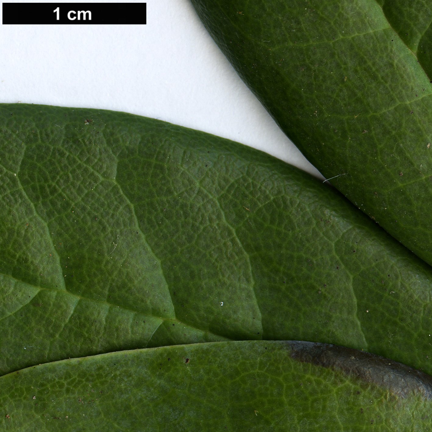 High resolution image: Family: Ericaceae - Genus: Rhododendron - Taxon: campanulatum - SpeciesSub: subsp. aeruginosum